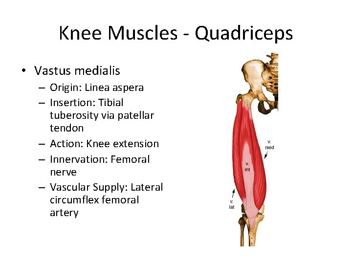 Knee Muscles - Quadriceps • Vastus medialis – Origin: Linea aspera – Insertion: Tibial