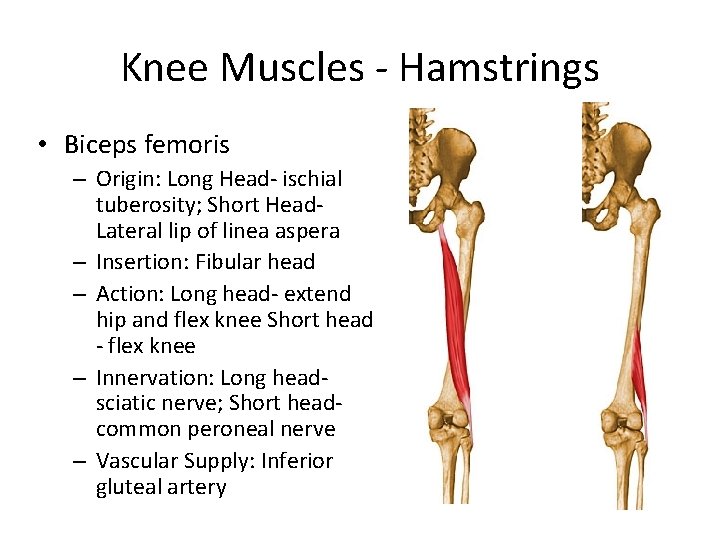 Knee Muscles - Hamstrings • Biceps femoris – Origin: Long Head- ischial tuberosity; Short