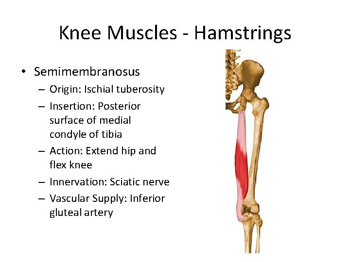 Knee Muscles - Hamstrings • Semimembranosus – Origin: Ischial tuberosity – Insertion: Posterior surface