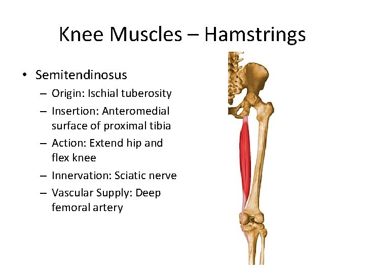 Knee Muscles – Hamstrings • Semitendinosus – Origin: Ischial tuberosity – Insertion: Anteromedial surface