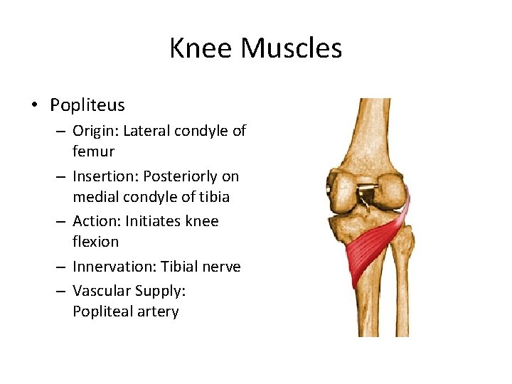 Knee Muscles • Popliteus – Origin: Lateral condyle of femur – Insertion: Posteriorly on