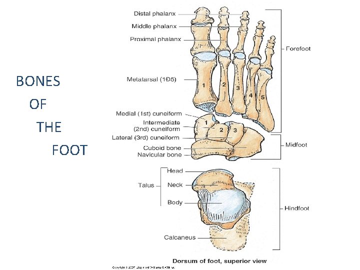 Tarsal Bones BONES OF THE FOOT 