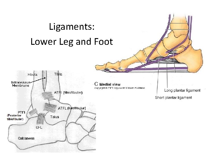 Ligaments: Lower Leg and Foot 