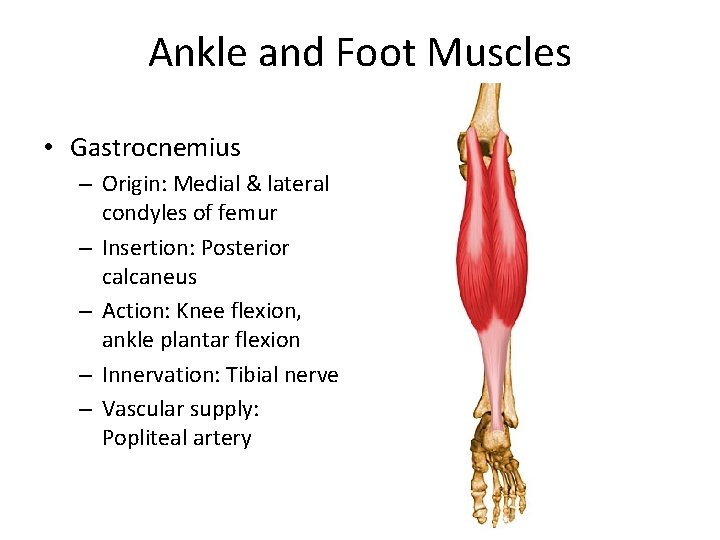 Ankle and Foot Muscles • Gastrocnemius – Origin: Medial & lateral condyles of femur