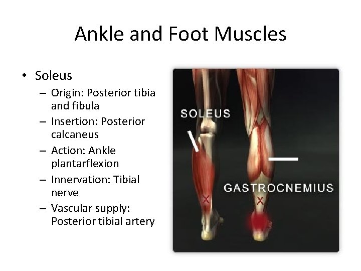 Ankle and Foot Muscles • Soleus – Origin: Posterior tibia and fibula – Insertion: