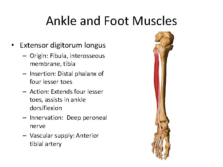 Ankle and Foot Muscles • Extensor digitorum longus – Origin: Fibula, interosseous membrane, tibia