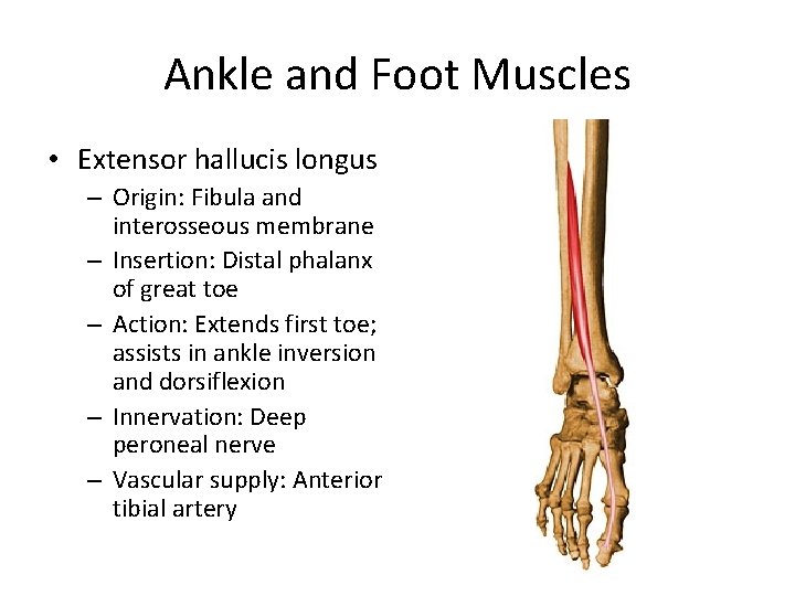 Ankle and Foot Muscles • Extensor hallucis longus – Origin: Fibula and interosseous membrane