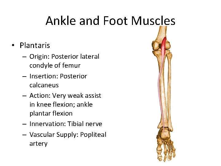 Ankle and Foot Muscles • Plantaris – Origin: Posterior lateral condyle of femur –
