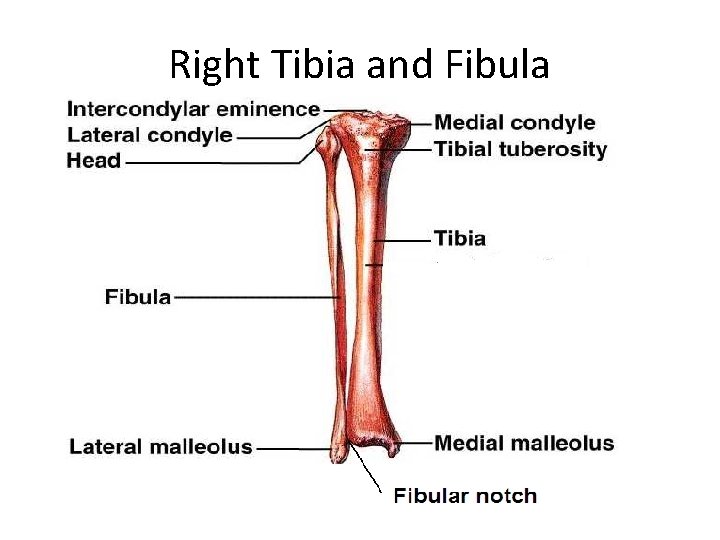 Right Tibia and Fibula 