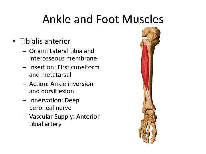 Ankle and Foot Muscles • Tibialis anterior – Origin: Lateral tibia and interosseous membrane