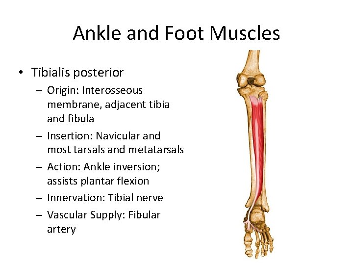 Ankle and Foot Muscles • Tibialis posterior – Origin: Interosseous membrane, adjacent tibia and
