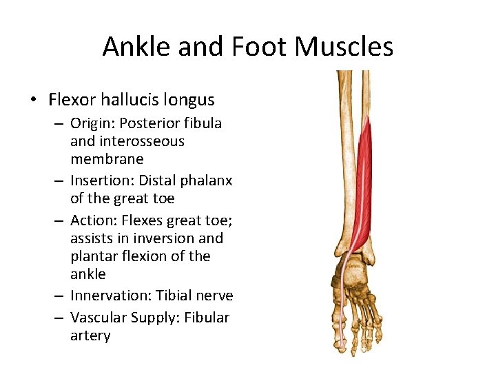 Ankle and Foot Muscles • Flexor hallucis longus – Origin: Posterior fibula and interosseous