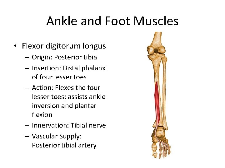 Ankle and Foot Muscles • Flexor digitorum longus – Origin: Posterior tibia – Insertion: