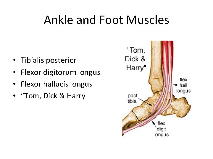 Ankle and Foot Muscles • • Tibialis posterior Flexor digitorum longus Flexor hallucis longus