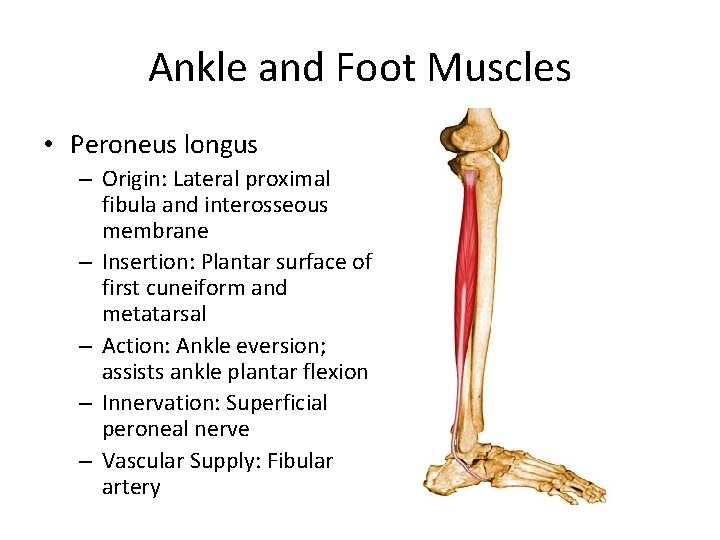 Ankle and Foot Muscles • Peroneus longus – Origin: Lateral proximal fibula and interosseous