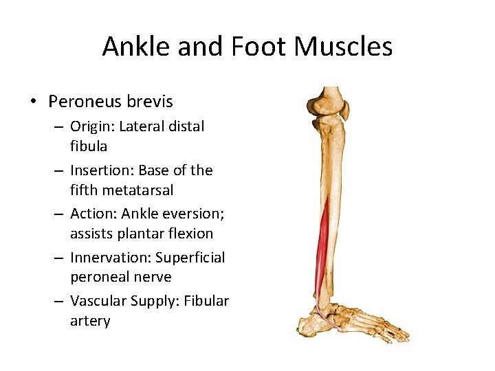 Ankle and Foot Muscles • Peroneus brevis – Origin: Lateral distal fibula – Insertion: