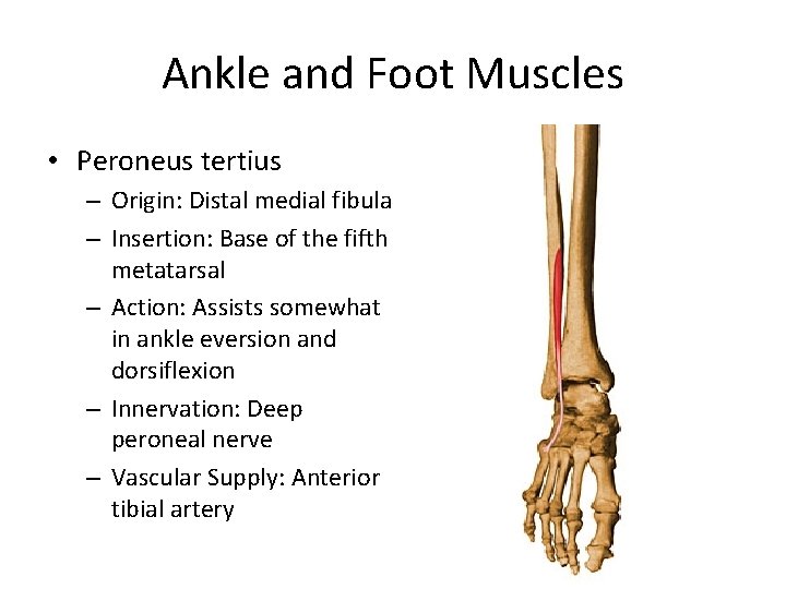 Ankle and Foot Muscles • Peroneus tertius – Origin: Distal medial fibula – Insertion:
