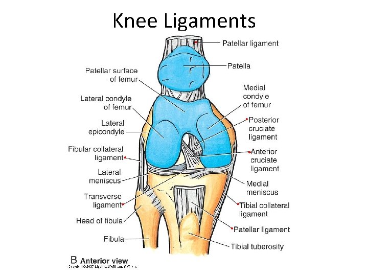 Knee Ligaments 
