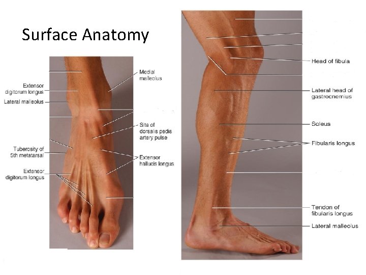 Surface Anatomy 