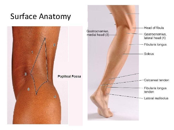 Surface Anatomy 