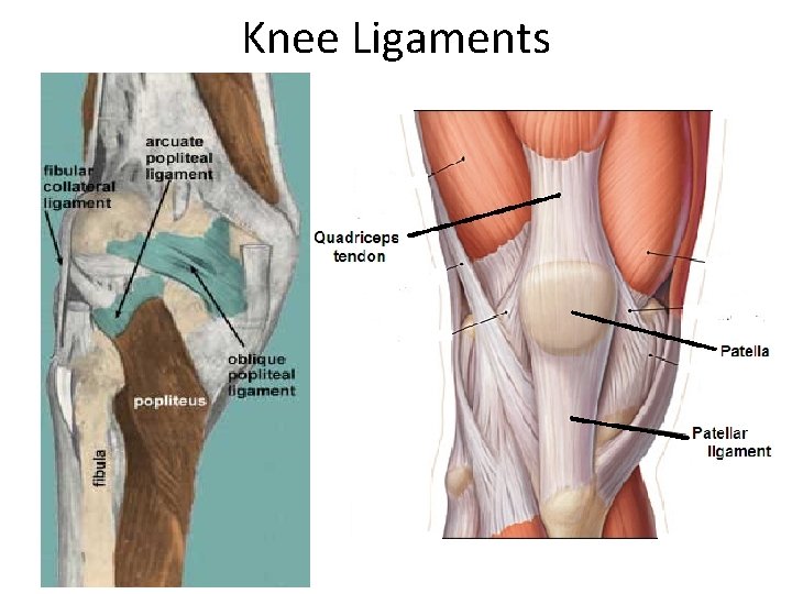 Knee Ligaments 