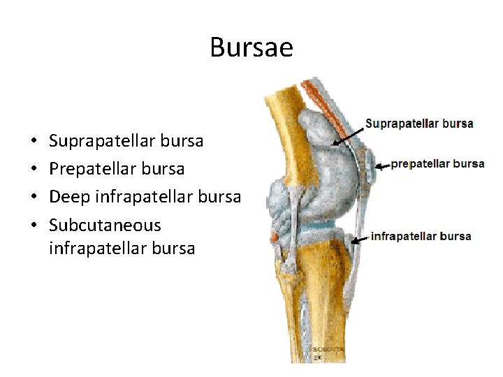 Bursae • • Suprapatellar bursa Prepatellar bursa Deep infrapatellar bursa Subcutaneous infrapatellar bursa 