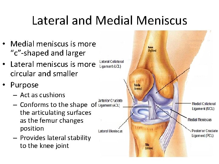 Lateral and Medial Meniscus • Medial meniscus is more “c”-shaped and larger • Lateral