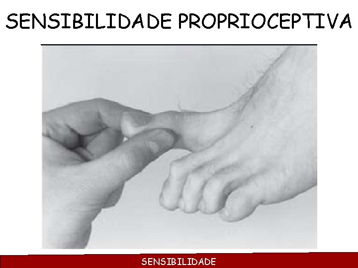 SENSIBILIDADE PROPRIOCEPTIVA SENSIBILIDADE 