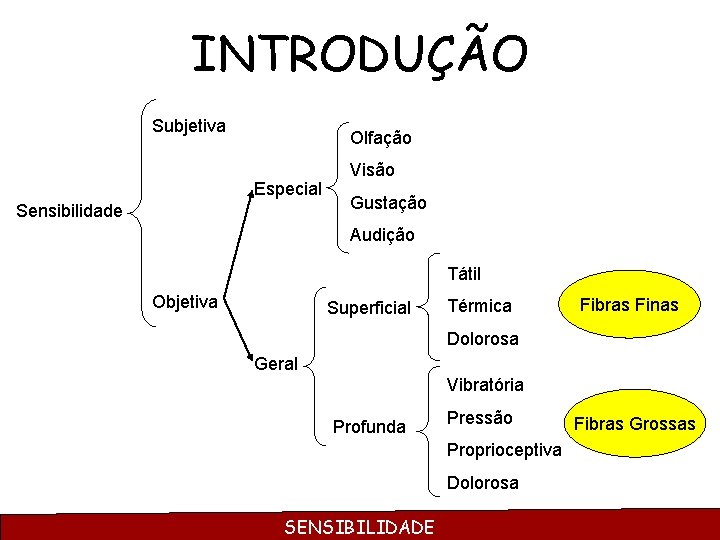 INTRODUÇÃO Subjetiva Olfação Especial Sensibilidade Visão Gustação Audição Tátil Objetiva Superficial Térmica Fibras Finas