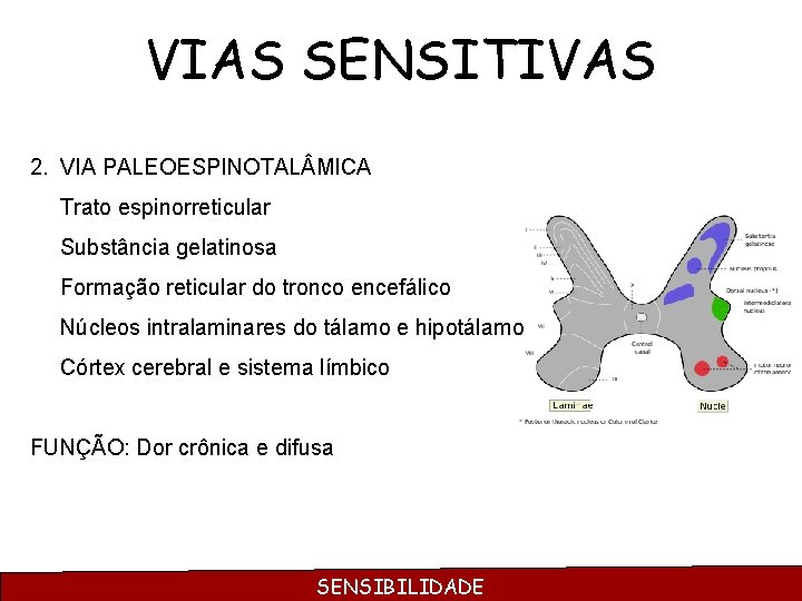 VIAS SENSITIVAS 2. VIA PALEOESPINOTAL MICA Trato espinorreticular Substância gelatinosa Formação reticular do tronco