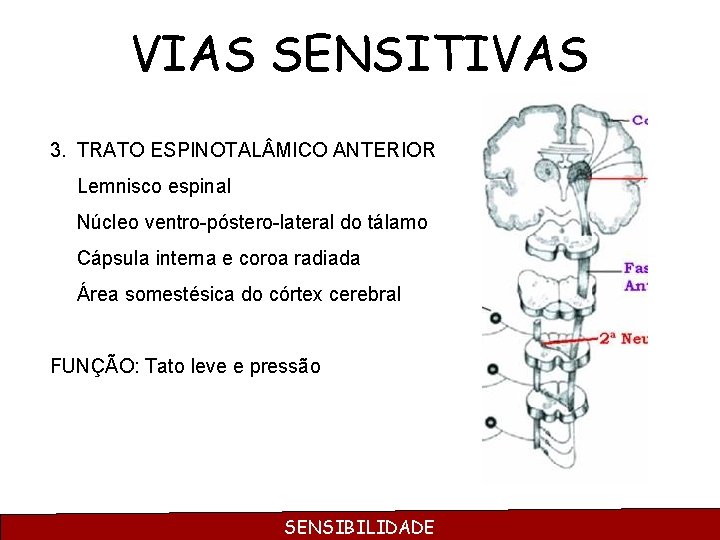 VIAS SENSITIVAS 3. TRATO ESPINOTAL MICO ANTERIOR Lemnisco espinal Núcleo ventro-póstero-lateral do tálamo Cápsula