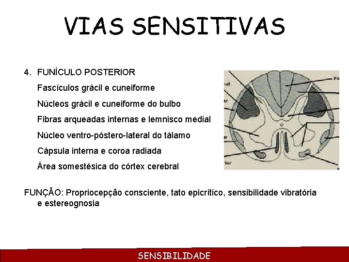 VIAS SENSITIVAS 4. FUNÍCULO POSTERIOR Fascículos grácil e cuneiforme Núcleos grácil e cuneiforme do