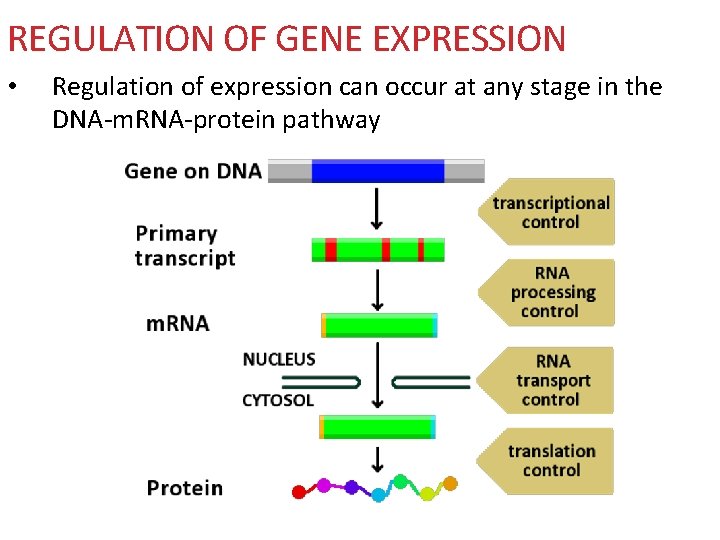 REGULATION OF GENE EXPRESSION • Regulation of expression can occur at any stage in