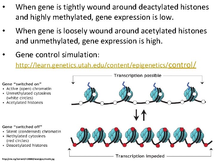  • When gene is tightly wound around deactylated histones and highly methylated, gene