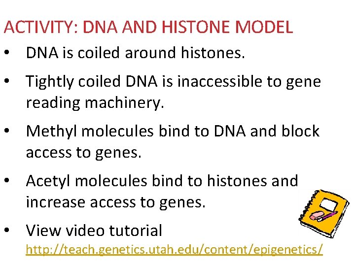 ACTIVITY: DNA AND HISTONE MODEL • DNA is coiled around histones. • Tightly coiled