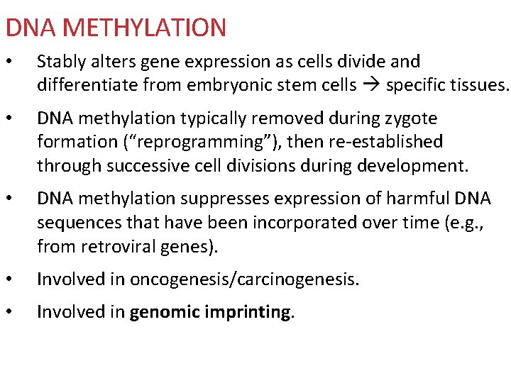 DNA METHYLATION • Stably alters gene expression as cells divide and differentiate from embryonic