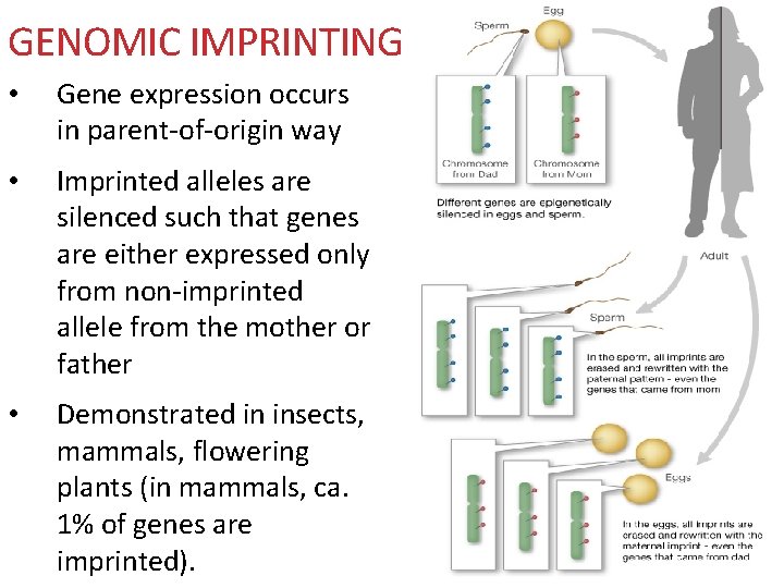 GENOMIC IMPRINTING • Gene expression occurs in parent-of-origin way • Imprinted alleles are silenced