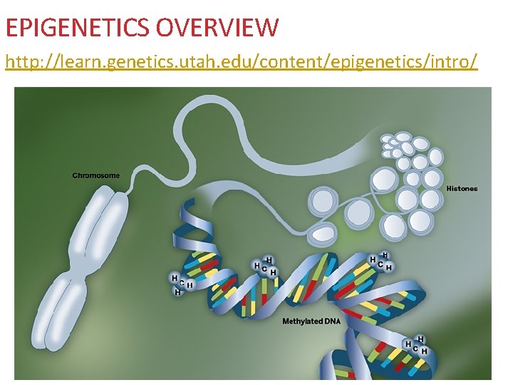 EPIGENETICS OVERVIEW http: //learn. genetics. utah. edu/content/epigenetics/intro/ 