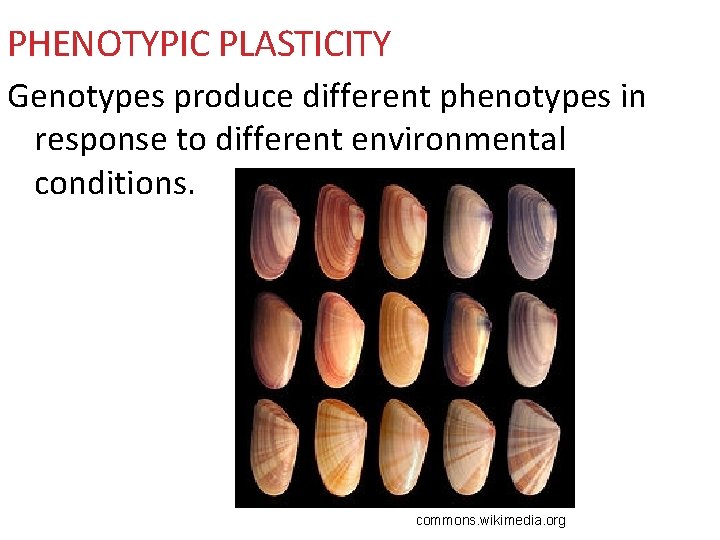 PHENOTYPIC PLASTICITY Genotypes produce different phenotypes in response to different environmental conditions. commons. wikimedia.