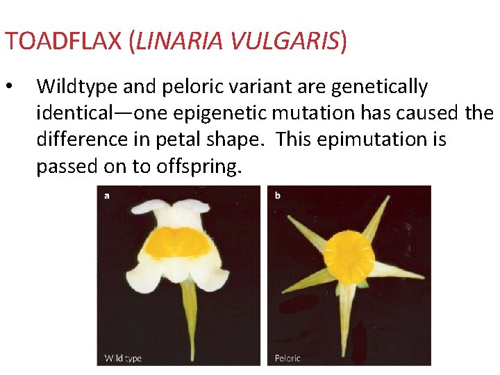 TOADFLAX (LINARIA VULGARIS) • Wildtype and peloric variant are genetically identical—one epigenetic mutation has