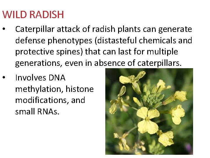 WILD RADISH • Caterpillar attack of radish plants can generate defense phenotypes (distasteful chemicals