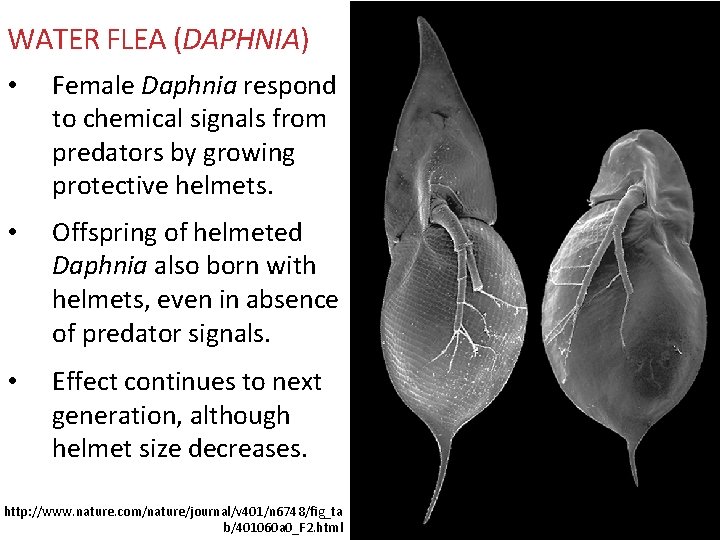WATER FLEA (DAPHNIA) • Female Daphnia respond to chemical signals from predators by growing