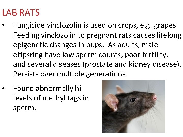 LAB RATS • Fungicide vinclozolin is used on crops, e. g. grapes. Feeding vinclozolin