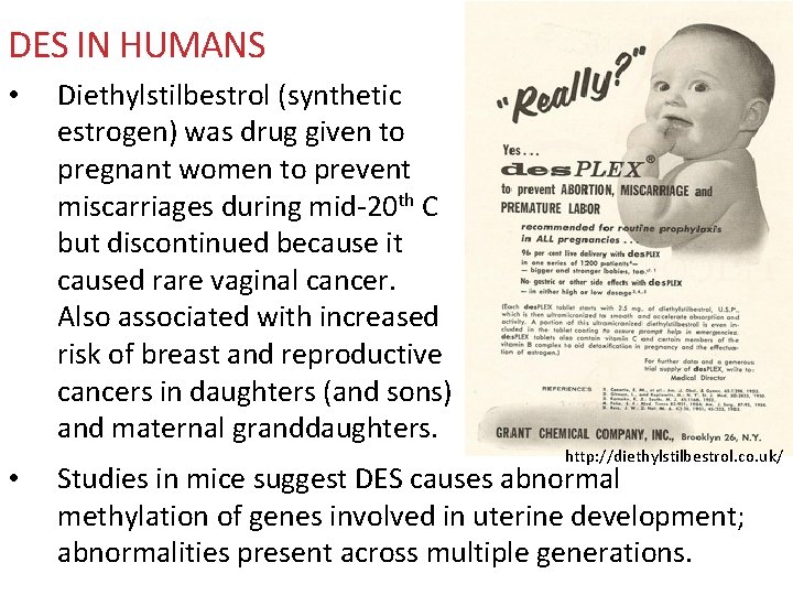 DES IN HUMANS • • Diethylstilbestrol (synthetic estrogen) was drug given to pregnant women