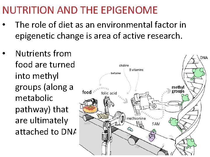 NUTRITION AND THE EPIGENOME • The role of diet as an environmental factor in