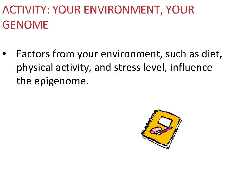 ACTIVITY: YOUR ENVIRONMENT, YOUR GENOME • Factors from your environment, such as diet, physical