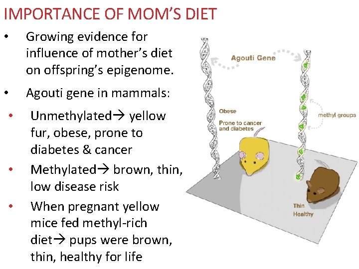 IMPORTANCE OF MOM’S DIET • Growing evidence for influence of mother’s diet on offspring’s