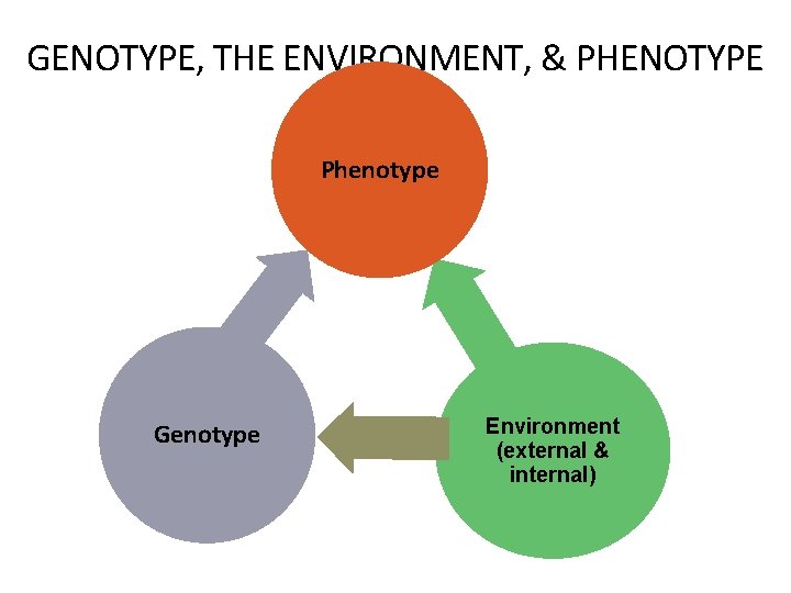 GENOTYPE, THE ENVIRONMENT, & PHENOTYPE Phenotype Genotype Environment (external & internal) 