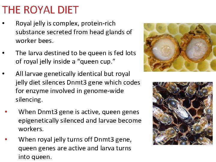 THE ROYAL DIET • Royal jelly is complex, protein-rich substance secreted from head glands