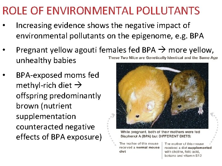 ROLE OF ENVIRONMENTAL POLLUTANTS • Increasing evidence shows the negative impact of environmental pollutants